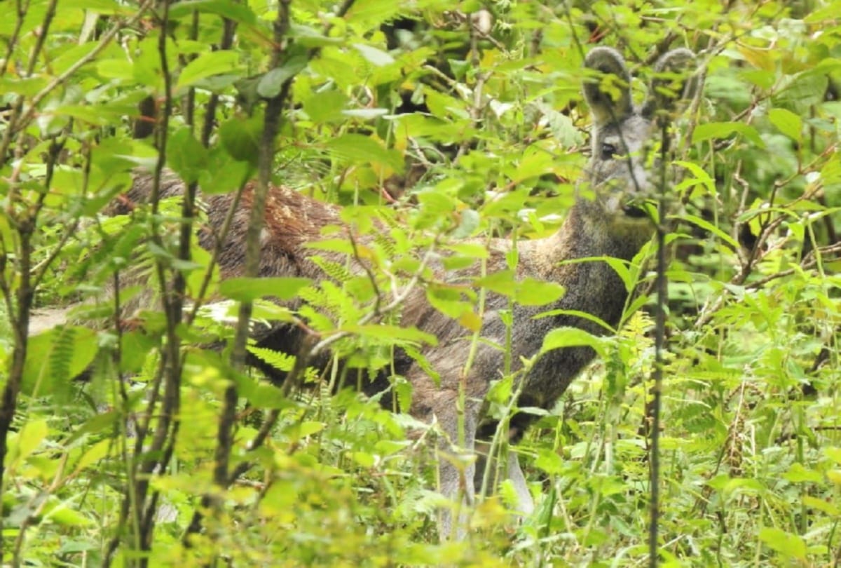 Musk deer spotted now after snow leopard and brown bears in chamba Himachal