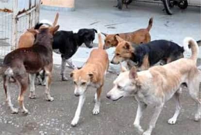 Bombay High Court: Court asks to make a system for stray dogs