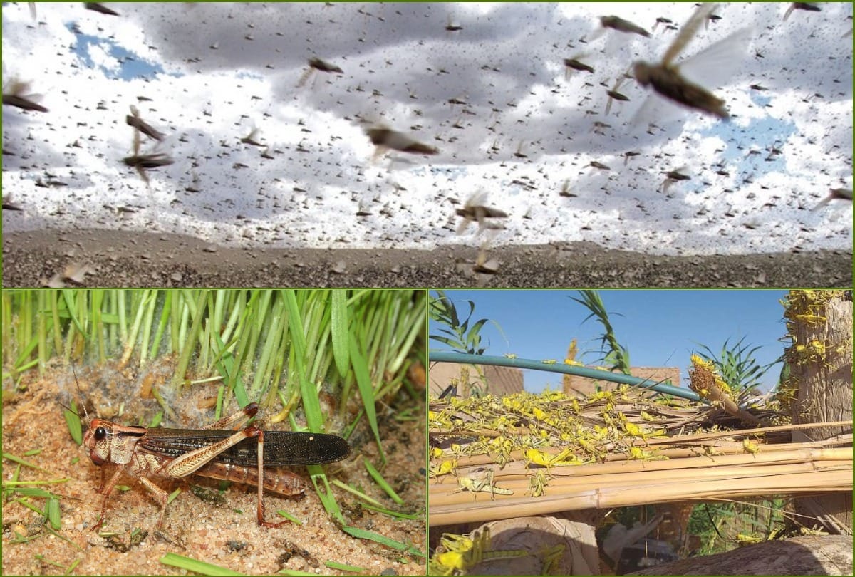 Central Government sends 11 teams to Gujarat to deal with locust attack