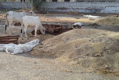 Millions of metric tons wheat lying in the open in Haryana