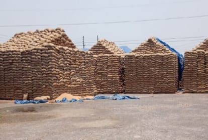 Millions of metric tons wheat lying in the open in Haryana