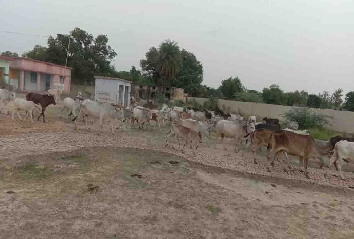 farmer locked animals in the school