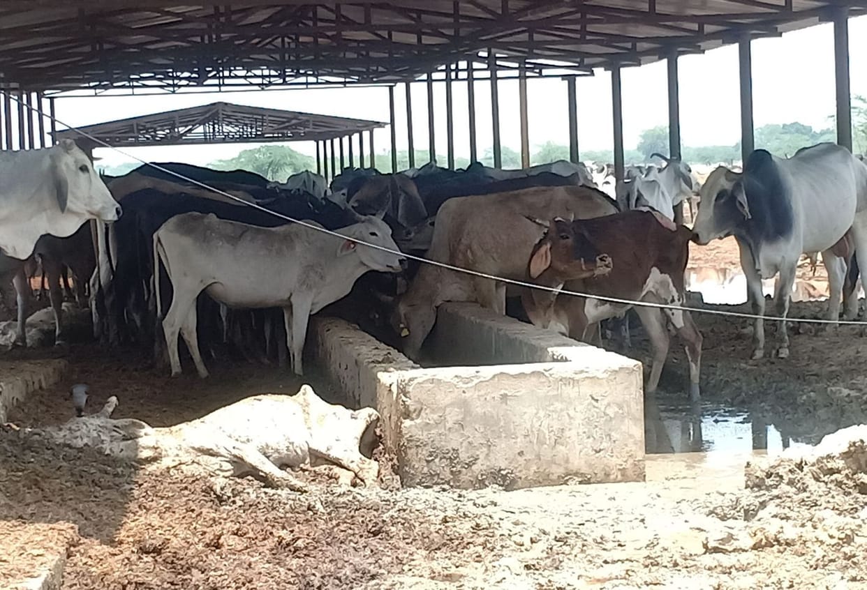 Ten cattle died in Parauli Goshala