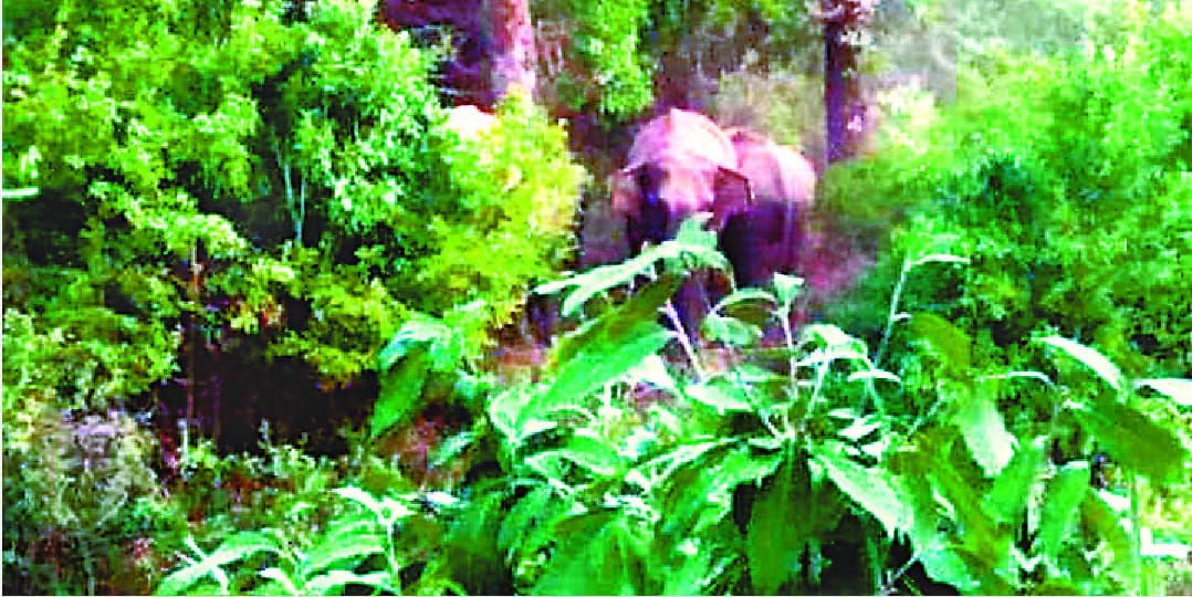 Elephants reached to Mountains