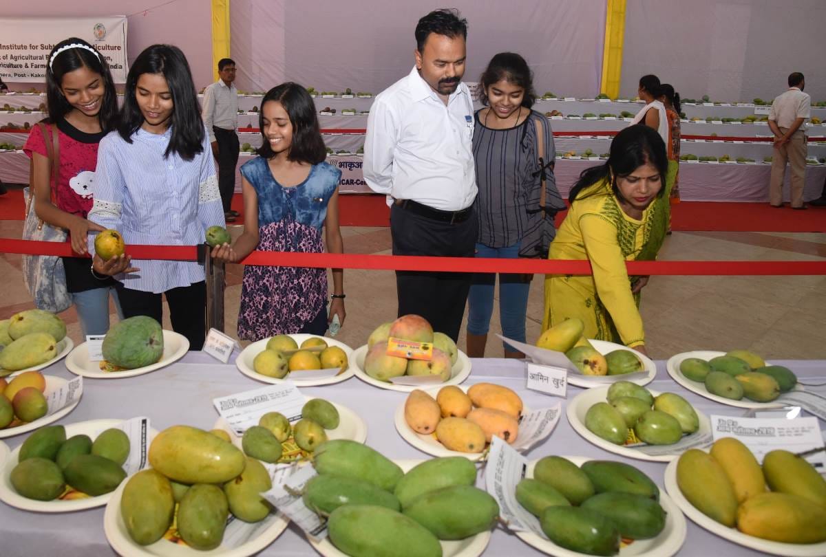 mango festival in lucknow, deshari mango in avtar, local and foreign varieties shines