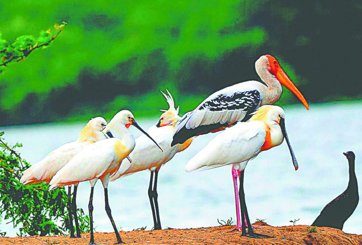 Migratory birds returned due to rising temperature in agra