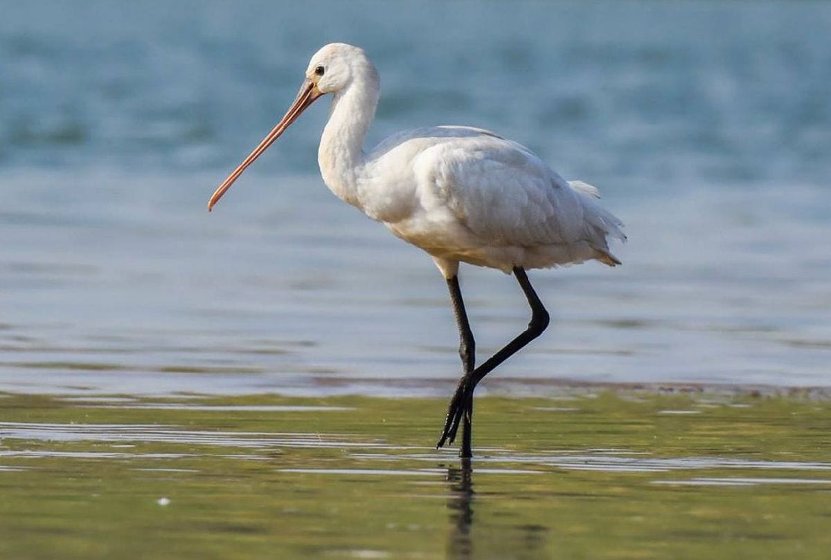 soor sarovar bird sanctuary agra will be decalre ramsar wetland sites