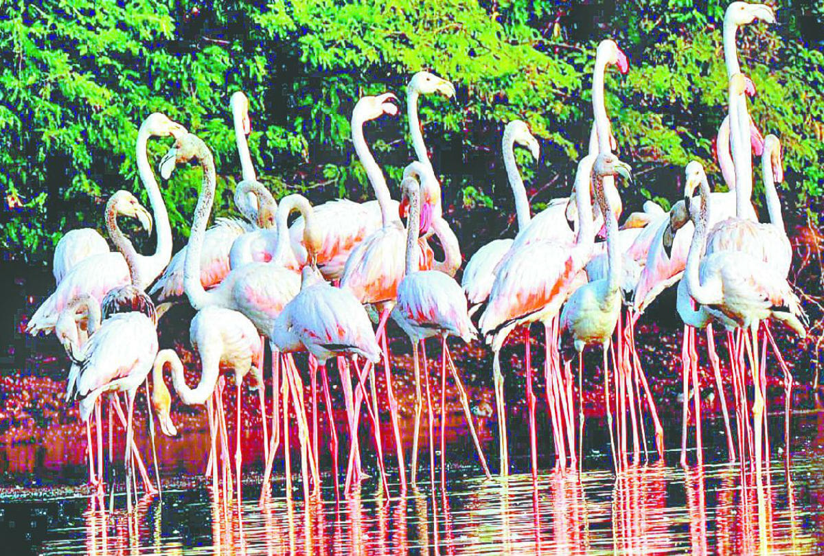 soor sarovar bird sanctuary agra will be decalre ramsar wetland sites