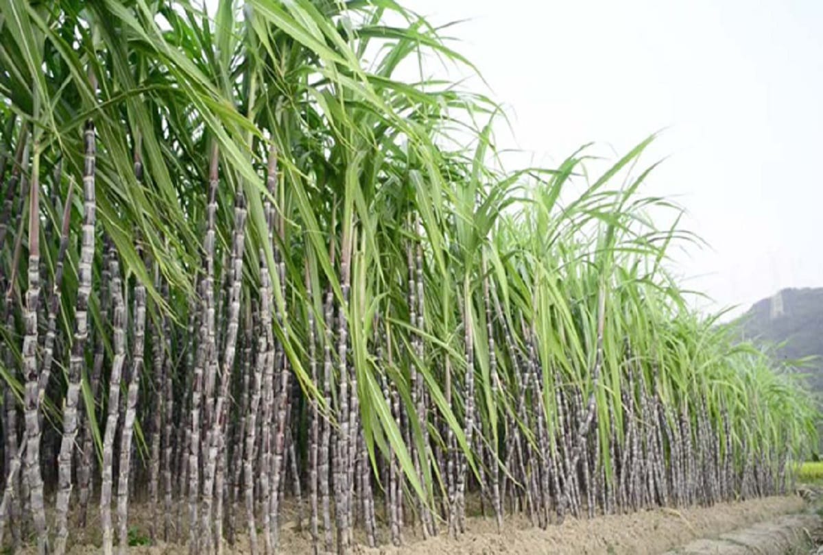 UP: With the announcement of sugarcane price in October, it is possible to increase, for 2020-2021, sugarcane price was announced in February