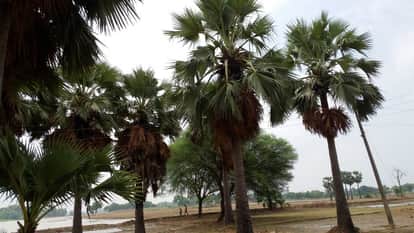 नीरा के पेड़