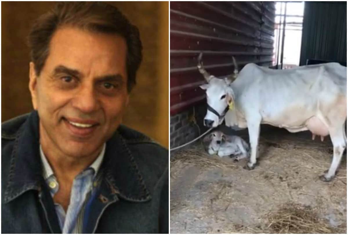 Dharmendra posted cow video on social media