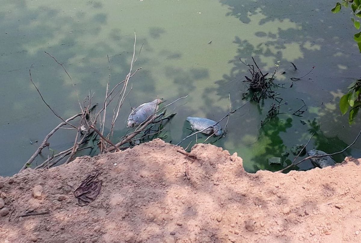 large number of fish died in Kitham Lake of Agra