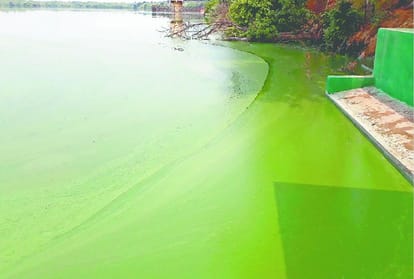 large number of fish died in Kitham Lake of Agra