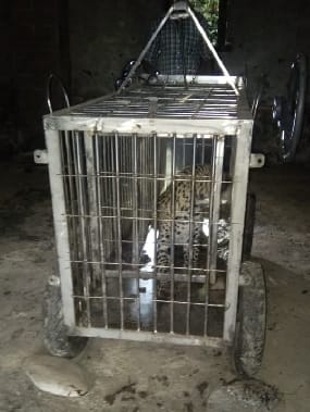 Leopard captured in cage after seven hours of hardships