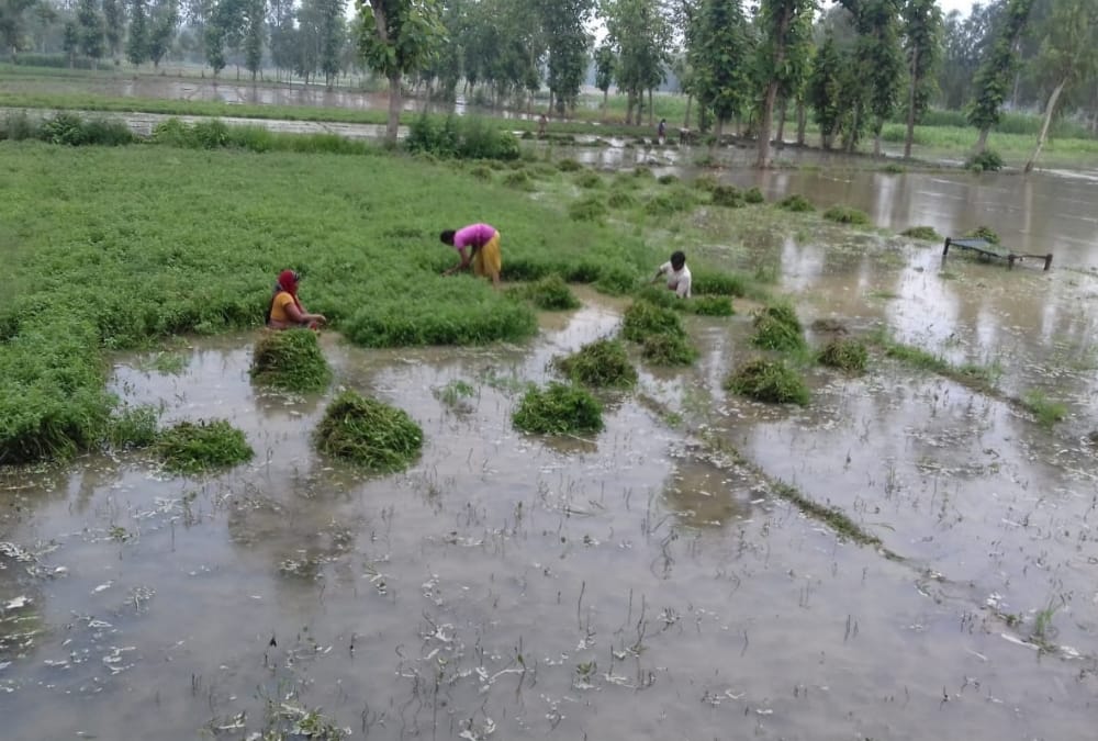 Rain in many districts in Uttar Pradesh.