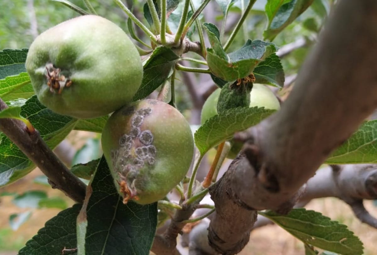 Apple Scab in himachal pradesh Damage to apple crop