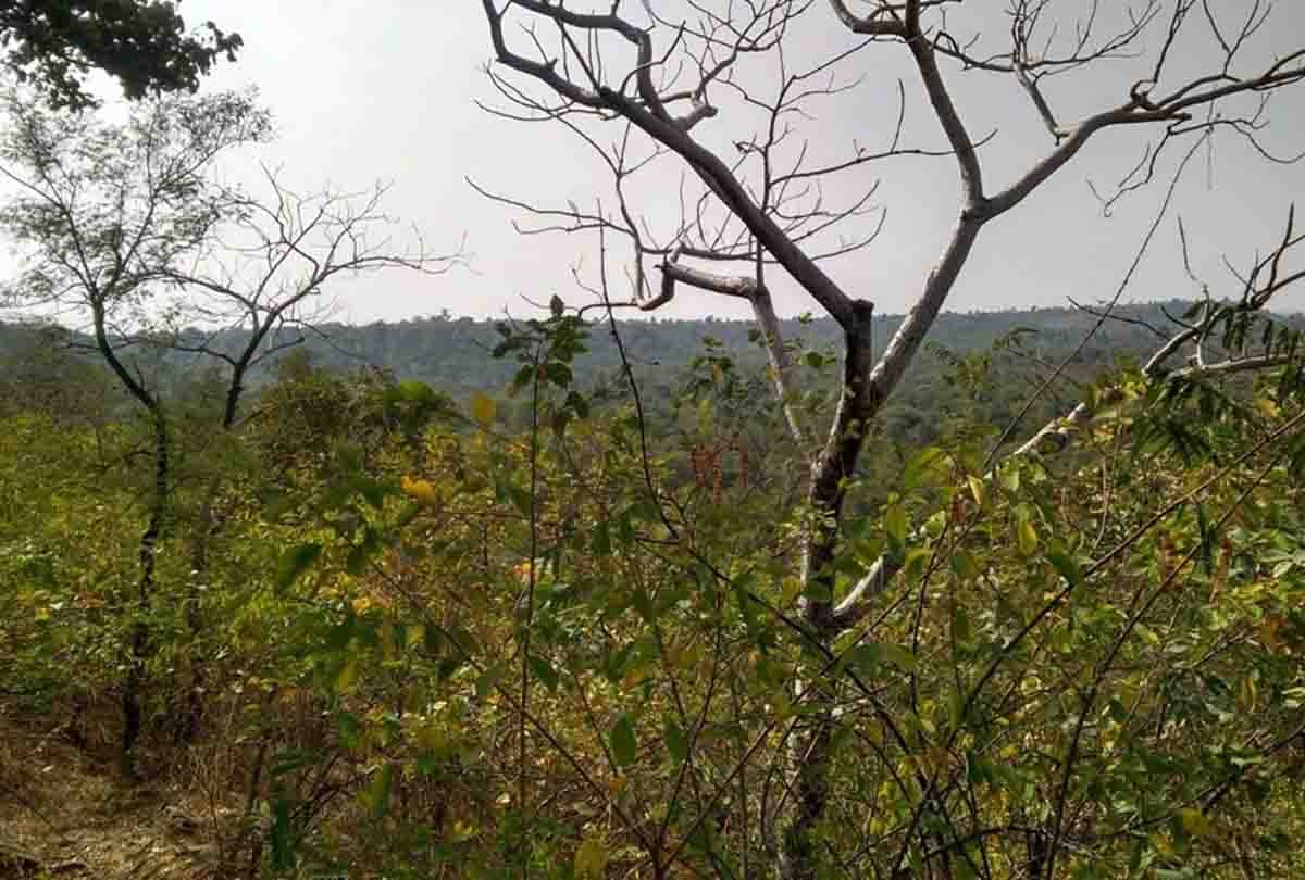 animal s death in ranipur wild wildlife sanctuary