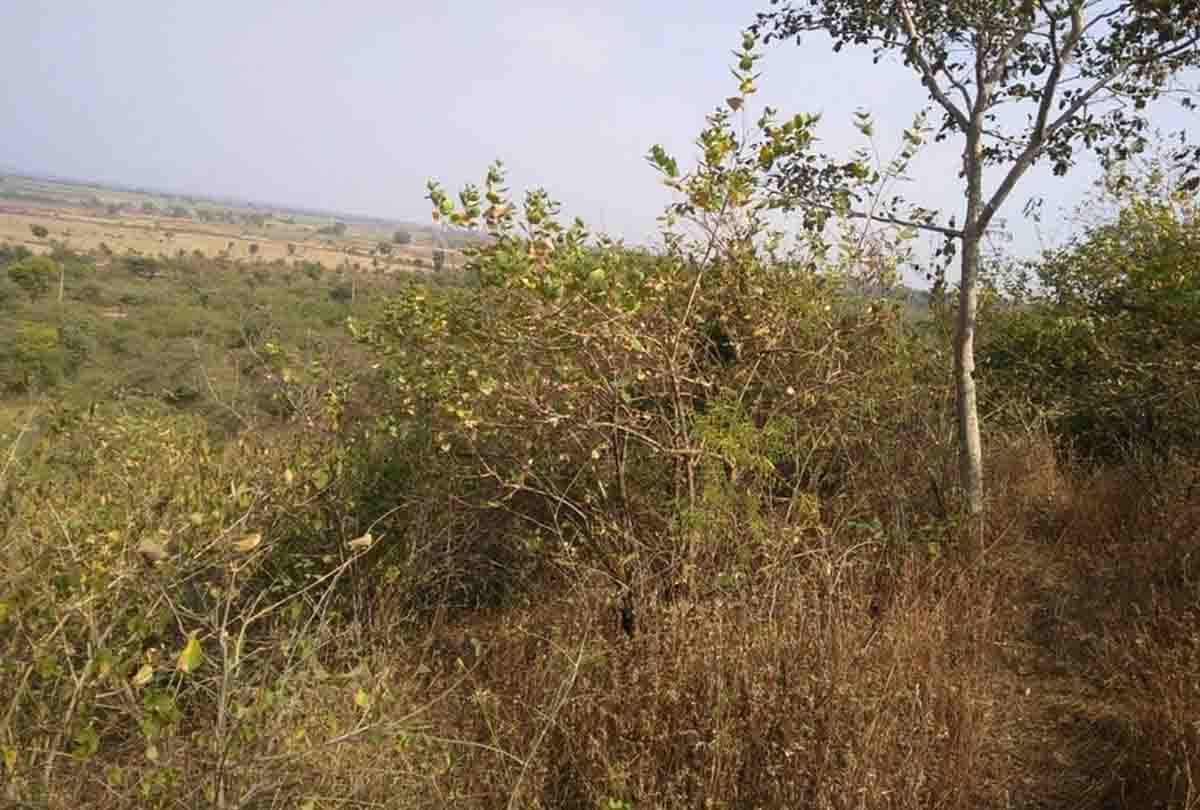 animal s death in ranipur wild wildlife sanctuary