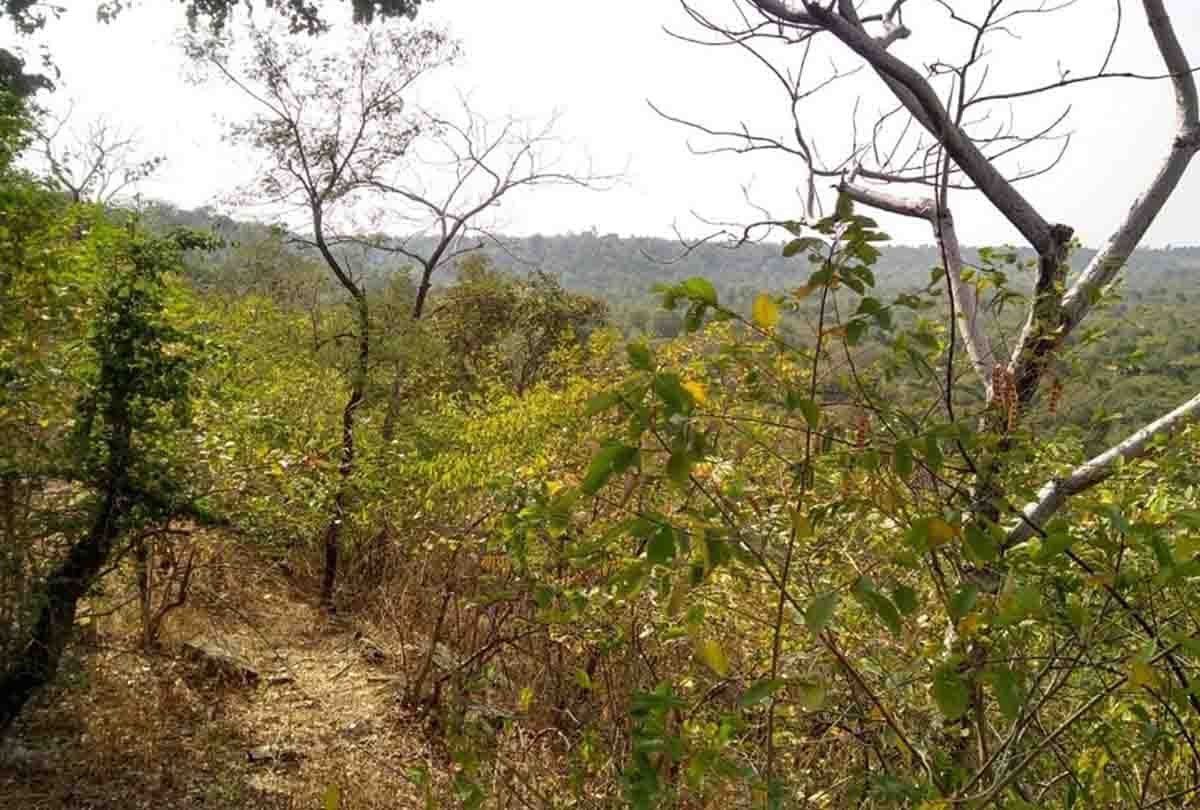animal s death in ranipur wild wildlife sanctuary