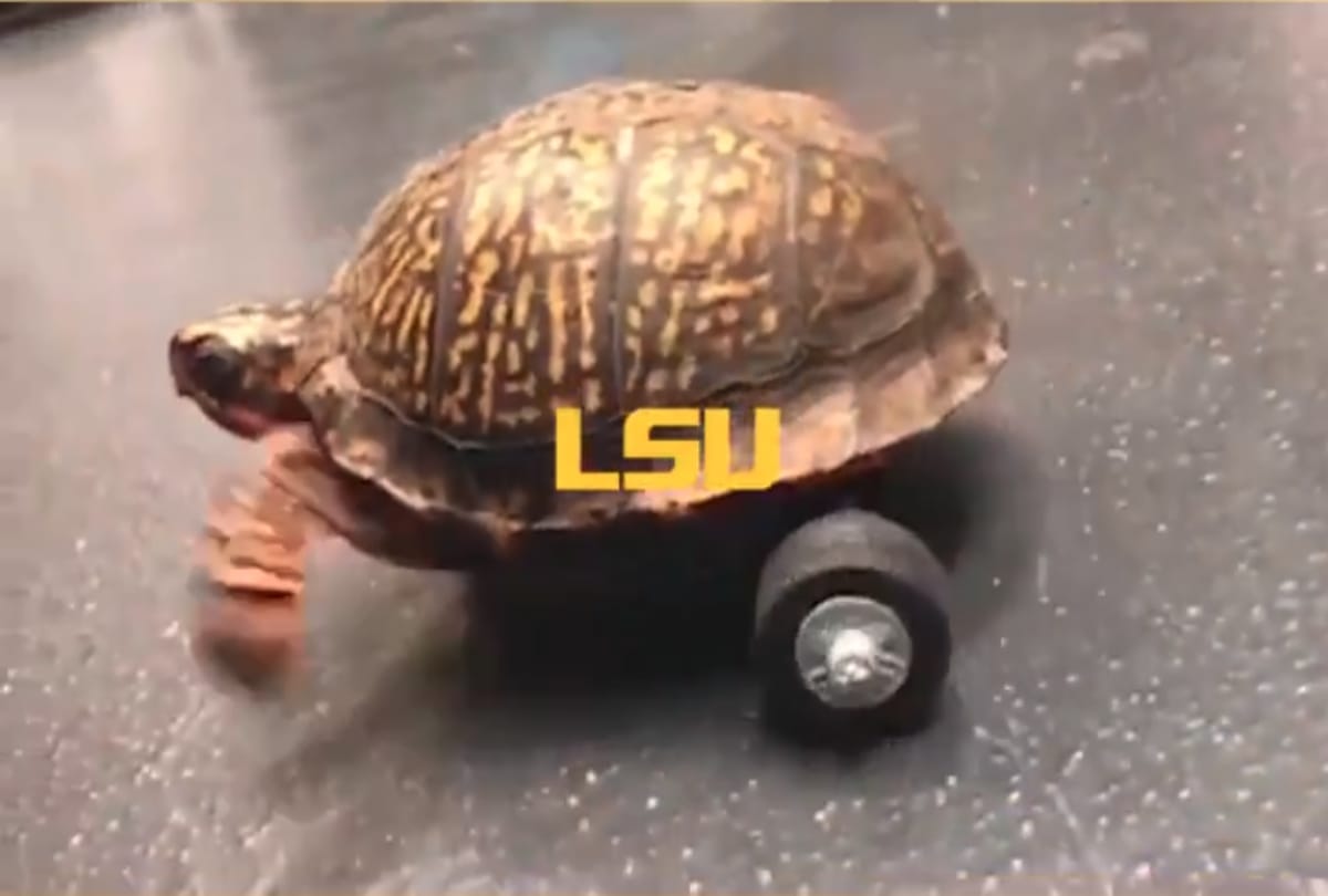 special wheelchair for turtle in america