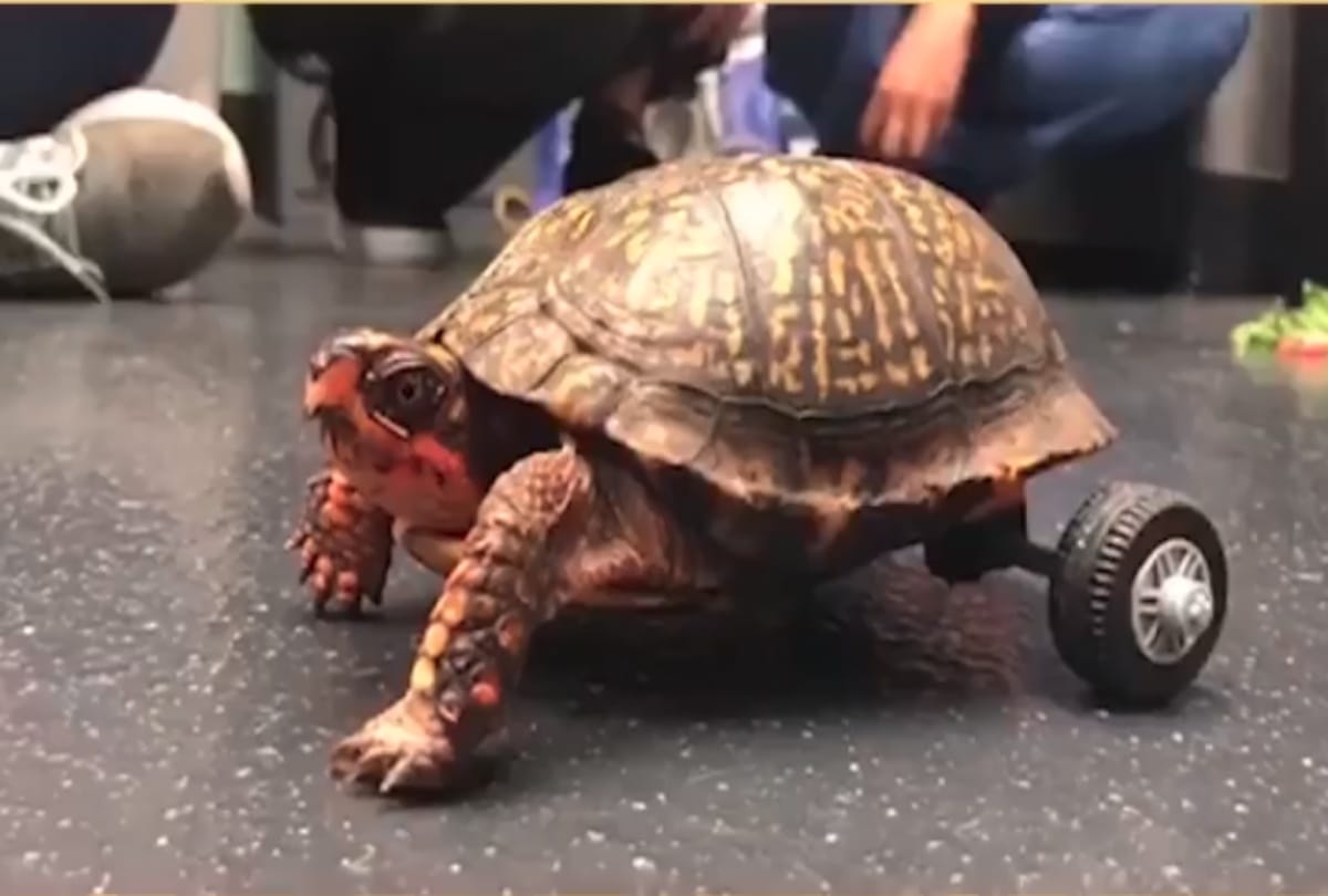 special wheelchair for turtle in america