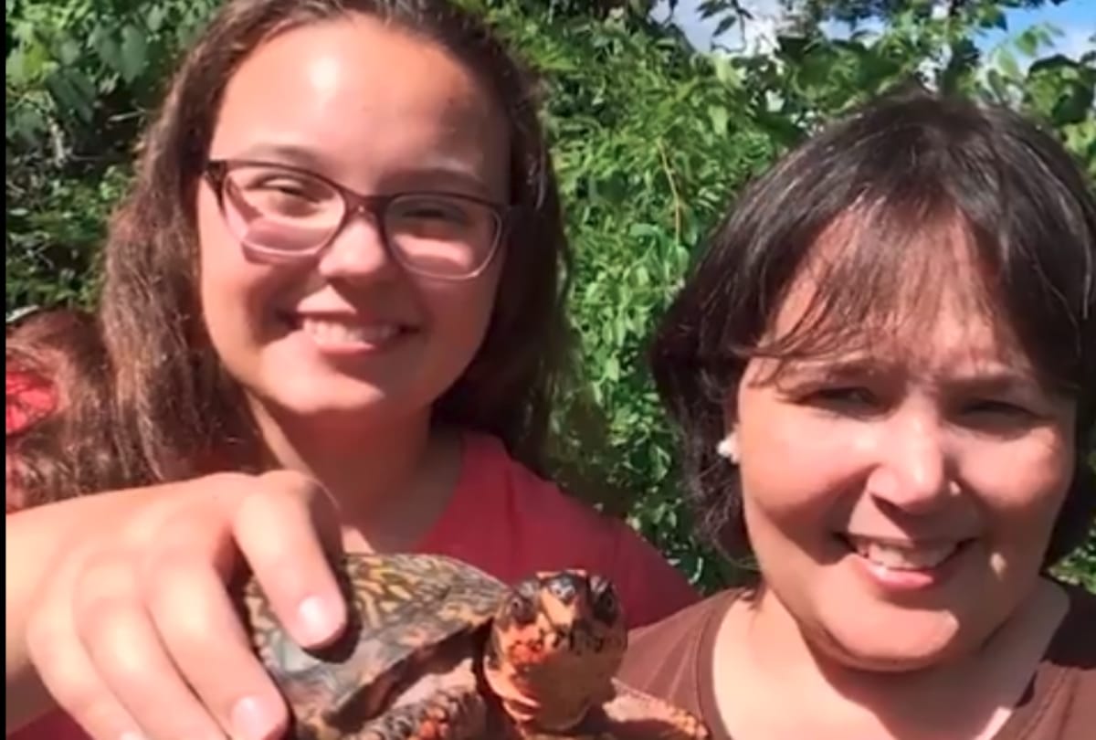 special wheelchair for turtle in america