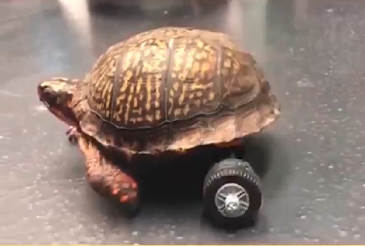 special wheelchair for turtle in america
