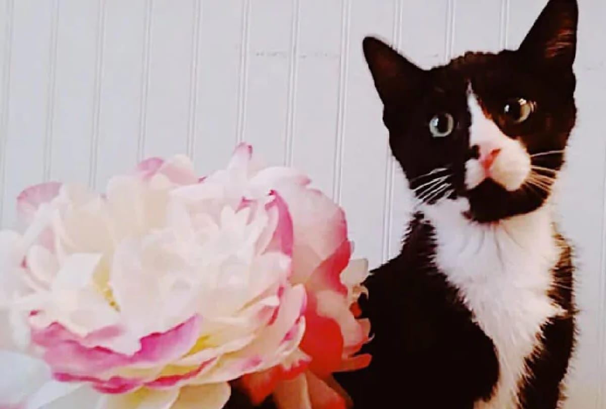 Coronavirus: Cat positive covid 19 in Belgium From owner