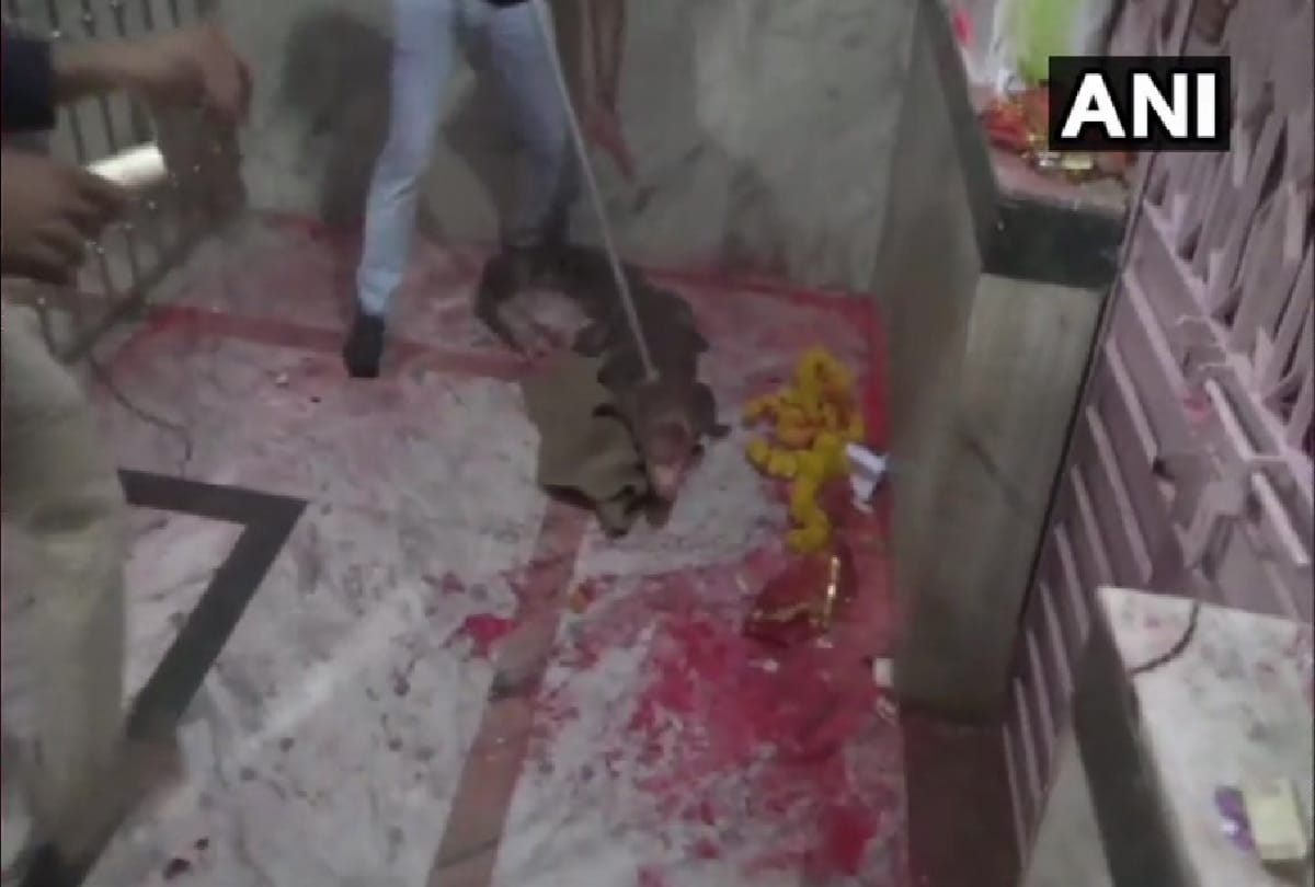 gujarat forest department rescue crocodile from temple
