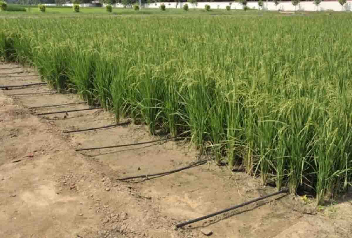 farmer died in mahoba due to lack of water