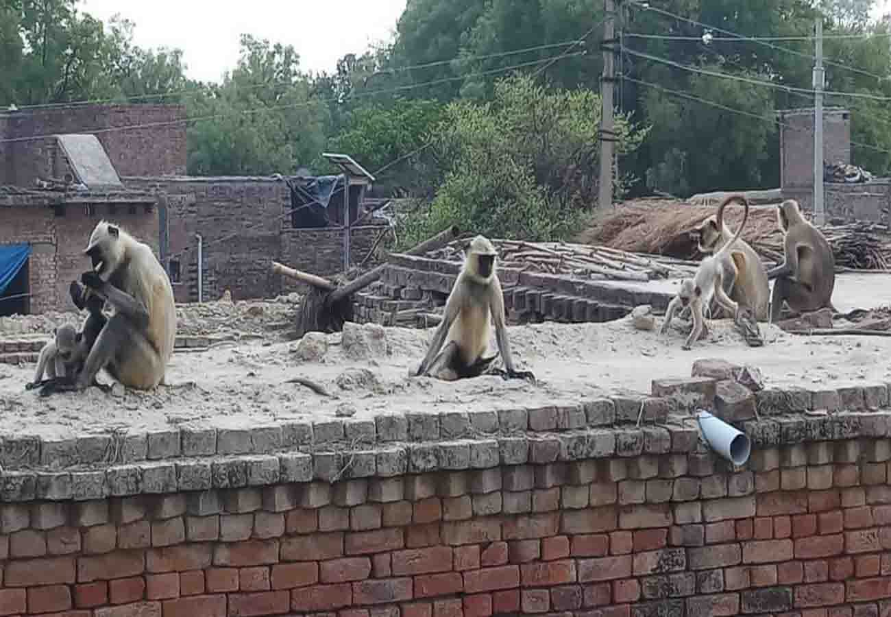 monkeys attack on villagers, many people wounded in ghatampur