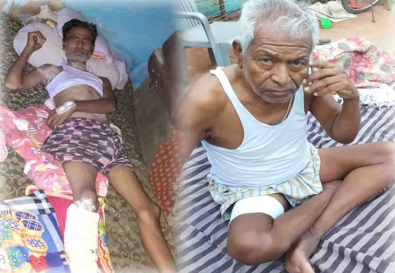 monkeys attack on villagers, many people wounded in ghatampur