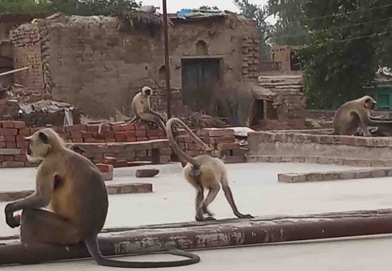 monkeys attack on villagers, many people wounded in ghatampur