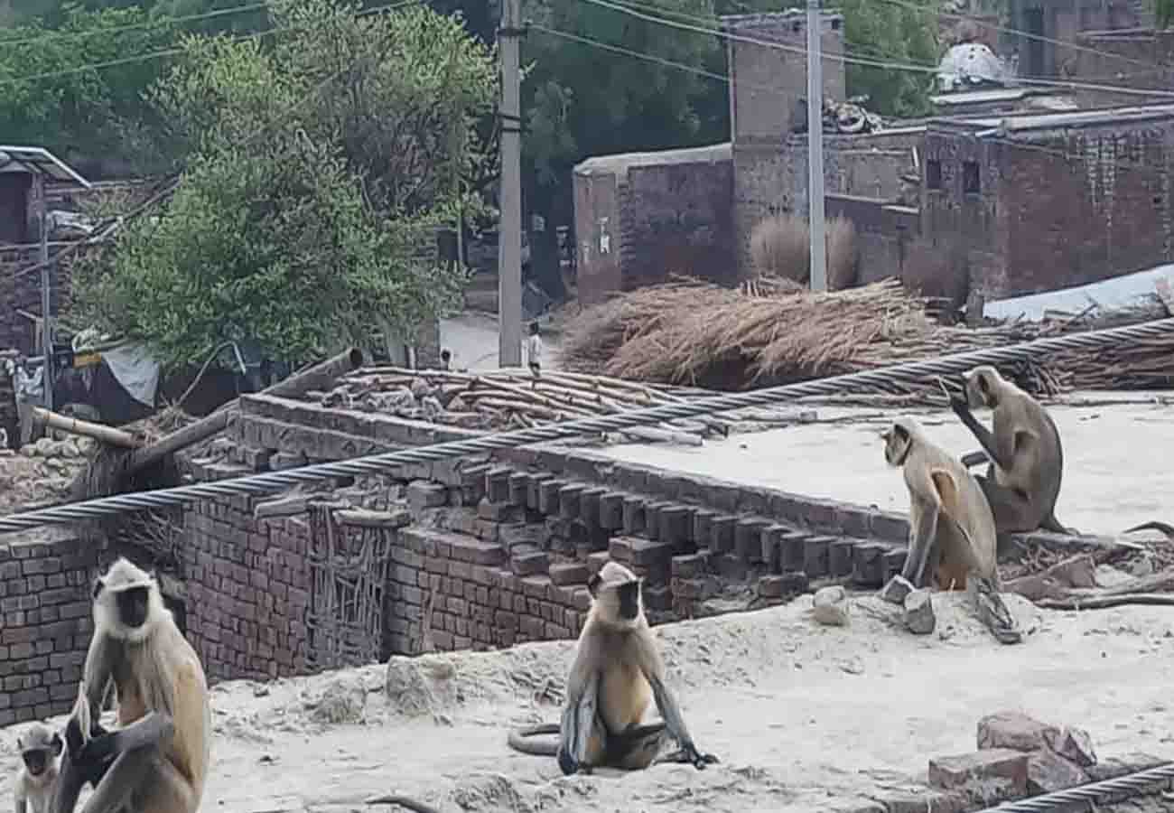 monkeys attack on villagers, many people wounded in ghatampur