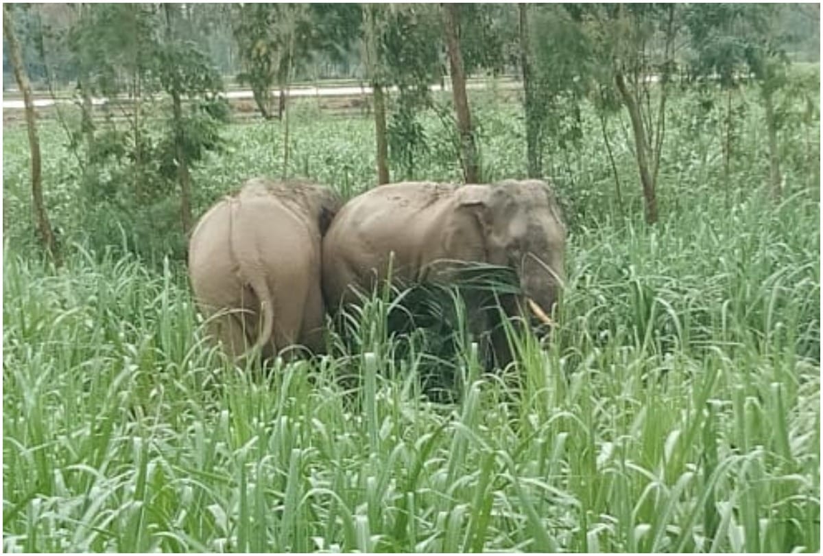 West Bengal team called to drive away Nepali Elephant from Bareilly