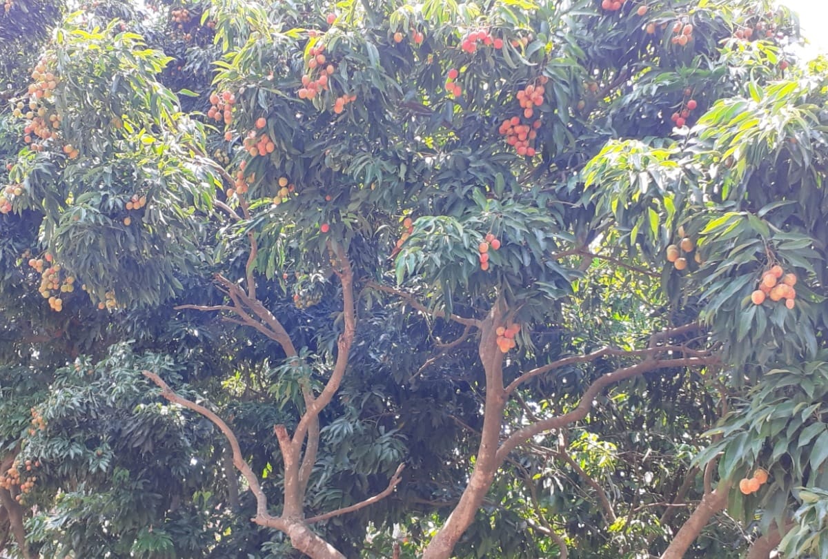 farmers fear of chamki fever did not cultivating lichi  in kangra