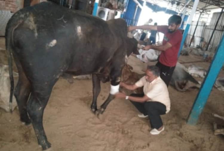 Unique Animal Lover Jagdish Malik Profile Story
