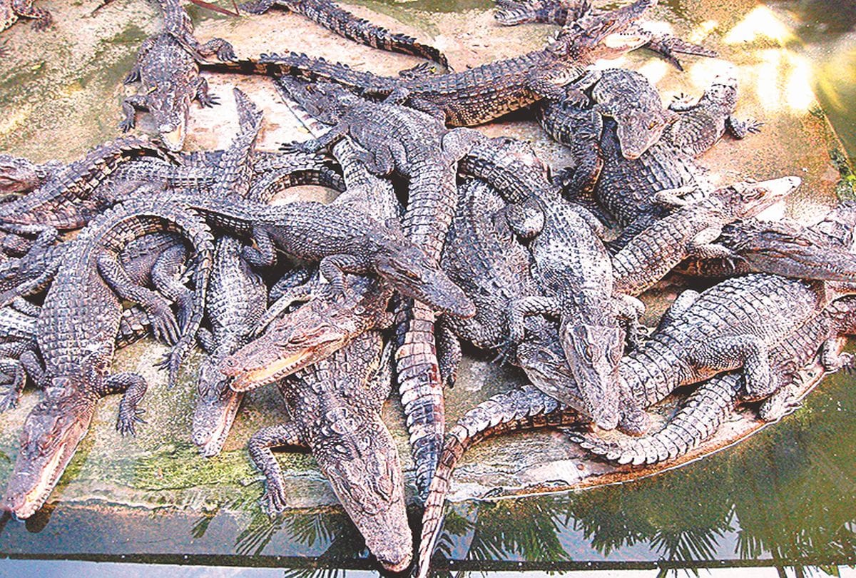 Increase numbers of crocodiles in Chambal river