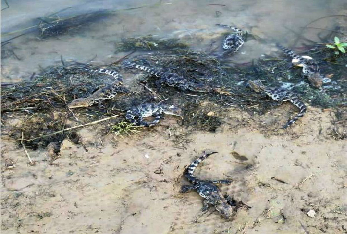 Increase numbers of crocodiles in Chambal river