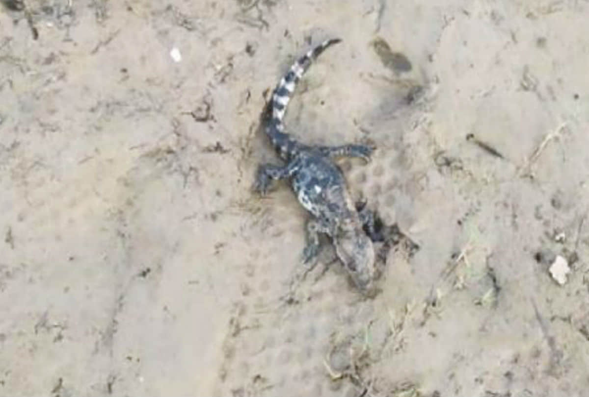 Crocodile Increased In Chambal Century