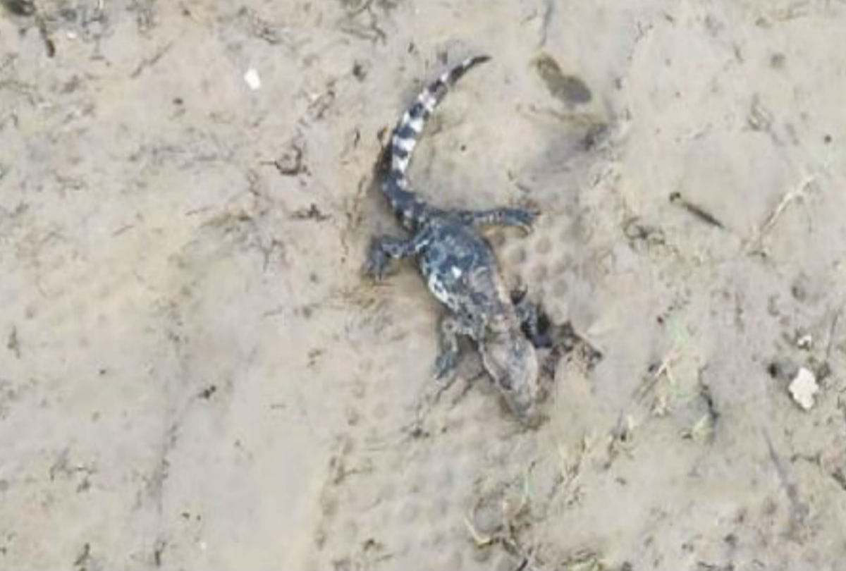 Crocodile Increased In Chambal Century