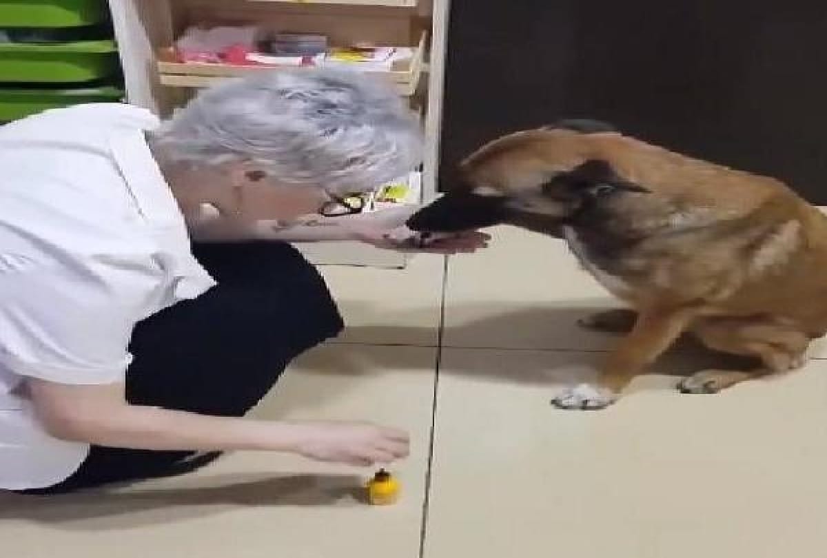 Injured Dog reached pharmacy video viral