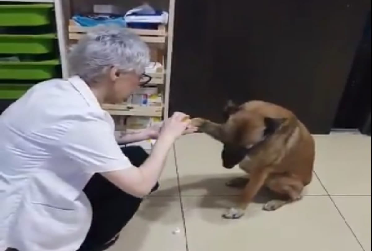 Injured Dog reached pharmacy video viral