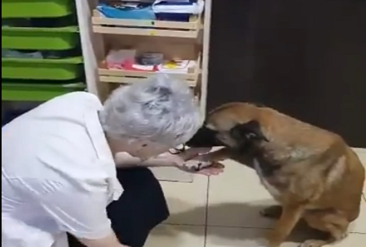 Injured Dog reached pharmacy video viral