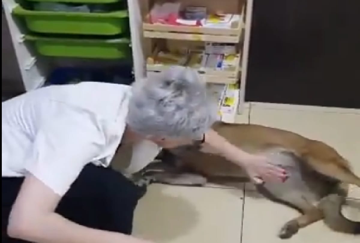 Injured Dog reached pharmacy video viral