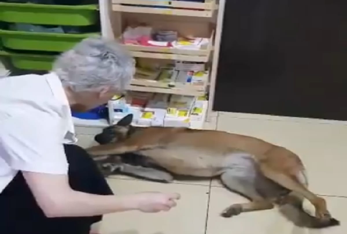 Injured Dog reached pharmacy video viral