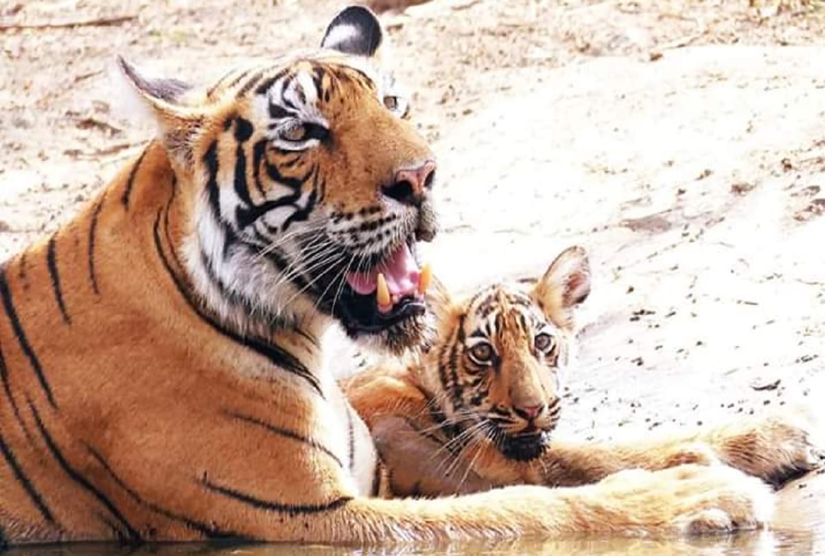 Tigress T 73 has given birth to three cubs in Ranthambore Tiger Reserve