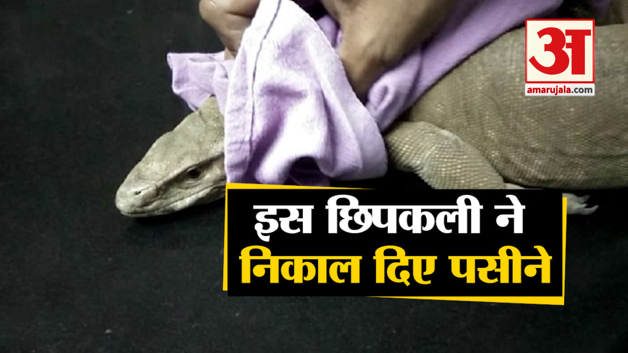 छिपकली