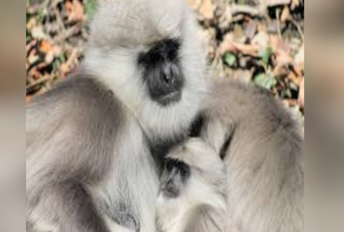 The species of extinct Chamba Sacred langur found in himachal