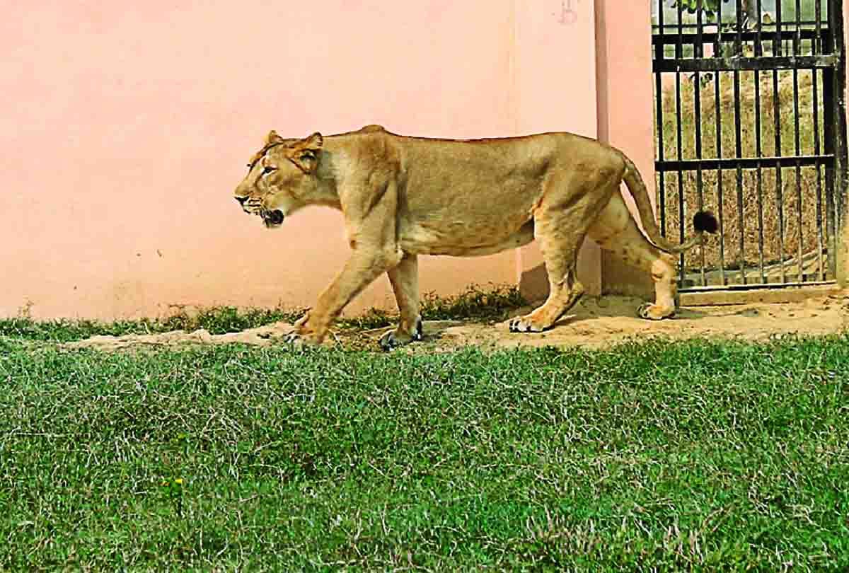 Jessica one cub died in Safari Park in Etawah Kanpur UP